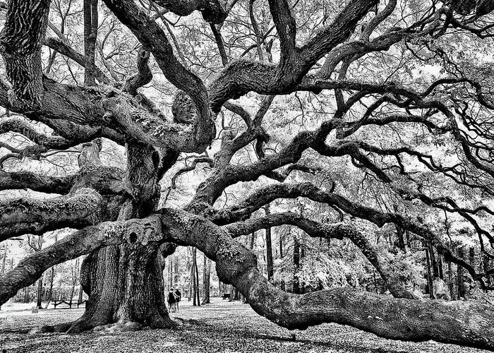 Charleston Greeting Card featuring the photograph Angel Oak Tree Black - White by Louis Dallara