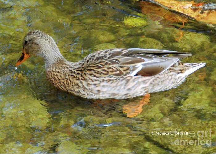 Duck Greeting Card featuring the photograph Animals Collection No. A42 by Monica C Stovall