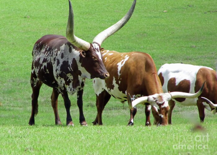 Ankole Greeting Card featuring the photograph Ankole And Texas Longhorn Cattle by D Hackett