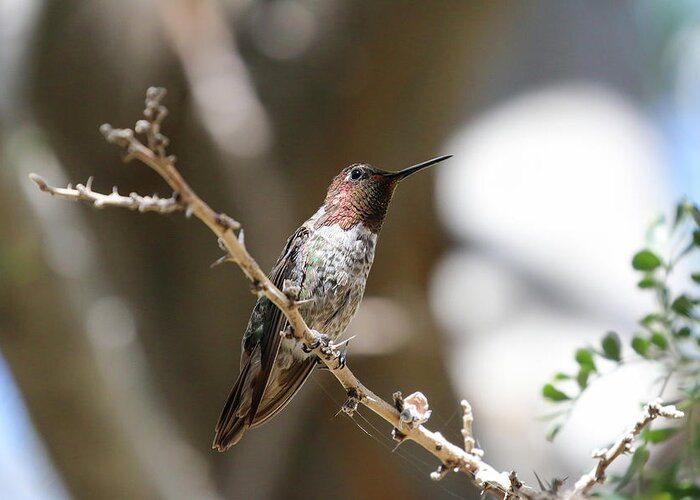 Anna's Hummingbird Greeting Card featuring the photograph Anna's Hummingbird in Tree 7 by Dawn Richards