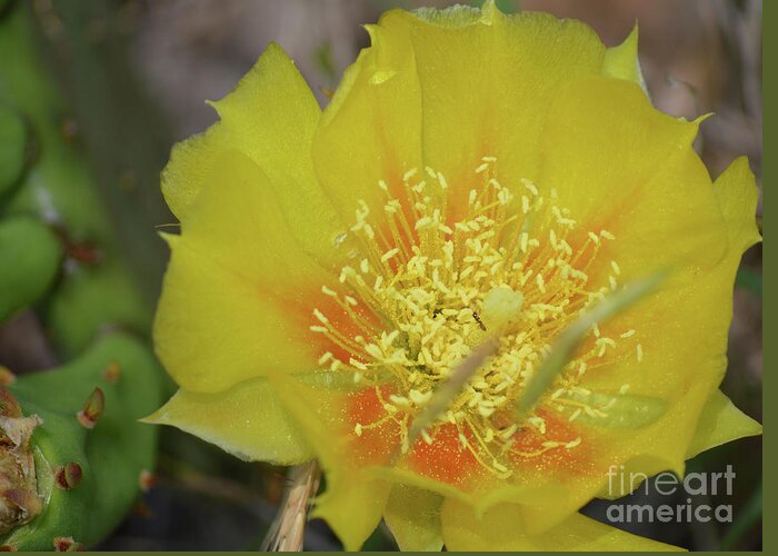 Cactus Greeting Card featuring the photograph Ant on Cactus Flower II by Aicy Karbstein
