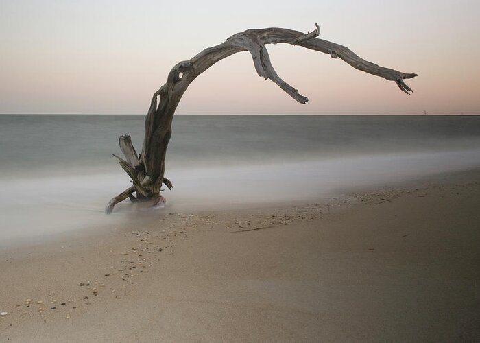 Driftwood Greeting Card featuring the photograph Anthropomorph by Geoffrey Ansel Agrons