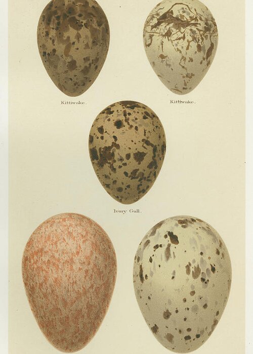 Decorative Elements Greeting Card featuring the painting Antique Bird Egg Study Iv by Henry Seebohm