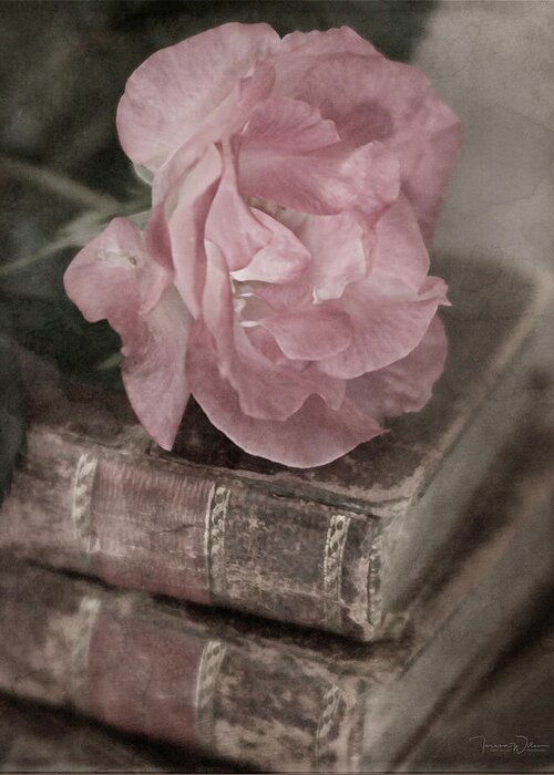 Rose Greeting Card featuring the photograph Antique Pink by Teresa Wilson
