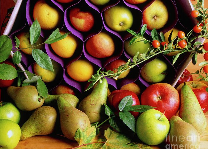 Apple And Pears Greeting Card featuring the photograph Apples And Pears. by John Heseltine/science Photo Library