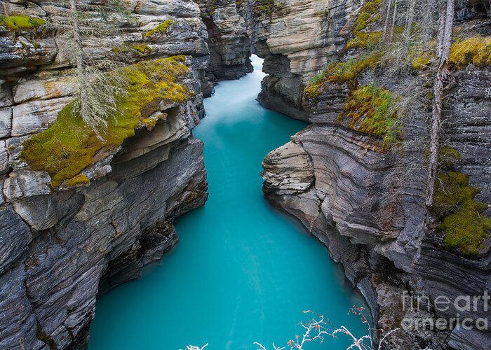 Forest Greeting Card featuring the photograph Aqua Waters At Athabasca Falls by Larissa Dening