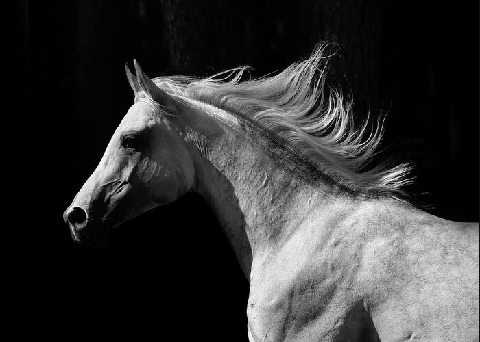 Horse Greeting Card featuring the photograph Arab Stallion by Photographs By Maria Itina