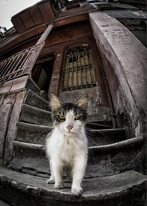 Cat Greeting Card featuring the photograph Are You Looking Someone? by Devrim nl