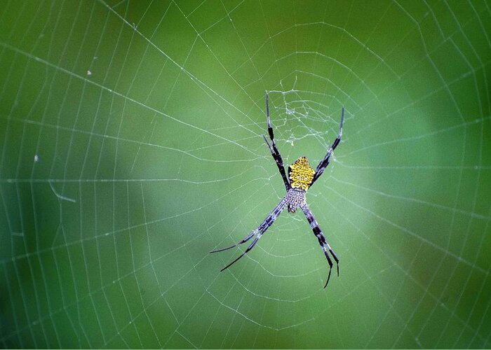 Hawaiian Greeting Card featuring the photograph Argiope appensa by Doug Davidson