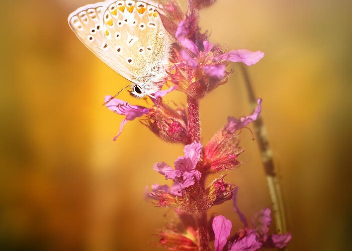 Butterfly Greeting Card featuring the photograph Around The Meadow 10 by Jaroslav Buna