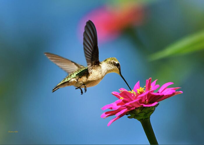 Hummingbird Greeting Card featuring the photograph Art of Hummingbird Flight by Christina Rollo