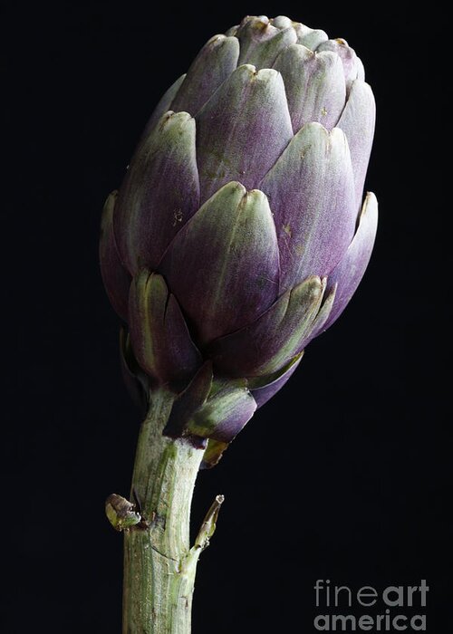 Salad Greeting Card featuring the photograph Artichoke Classic Still Life by Tommaso Lizzul