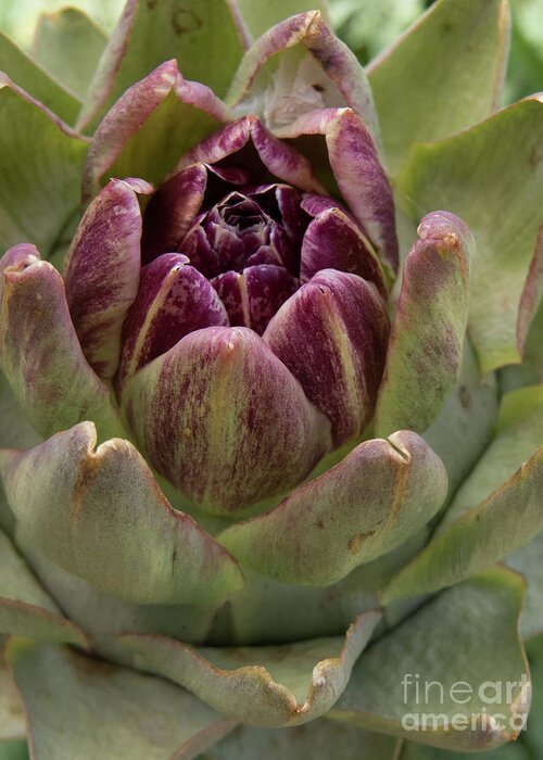 Artichoke Greeting Card featuring the photograph Artichoke Plant by Christy Garavetto