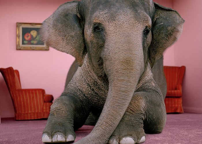 Out Of Context Greeting Card featuring the photograph Asian Elephant In Lying On Rug In by Matthias Clamer