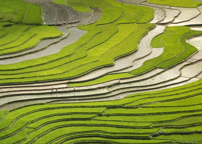 Landscape Greeting Card featuring the photograph Asian rice field by Top Wallpapers
