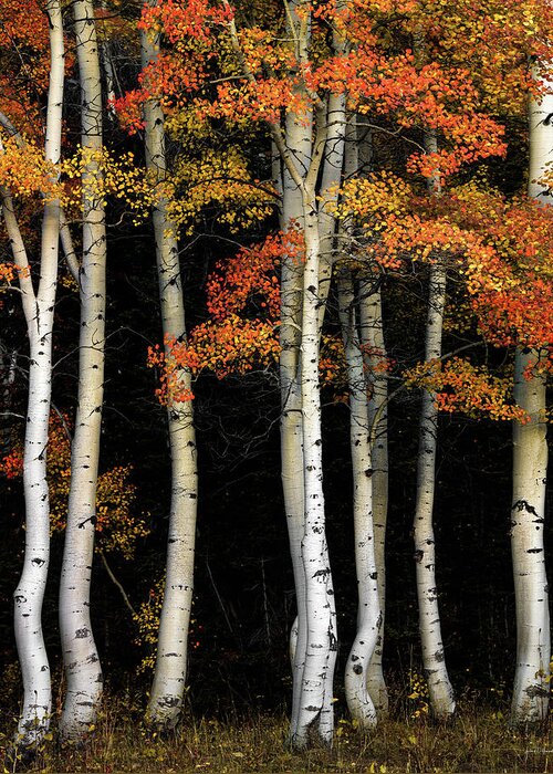 Aspen Forest Greeting Card featuring the photograph Aspen Contrast, Southeast Idaho by Leland D Howard