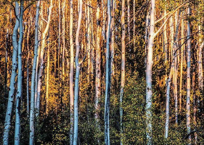 Aspen Greeting Card featuring the photograph Aspen Glow by Candy Brenton