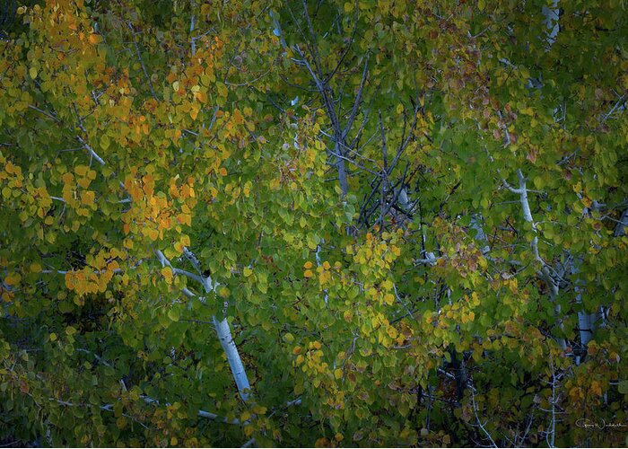 Best Of The Northwest Greeting Card featuring the photograph Aspen Glow by Greg Waddell