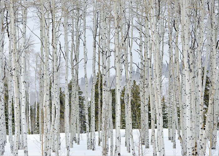 Scenics Greeting Card featuring the photograph Aspens In Winter by Adventure photo