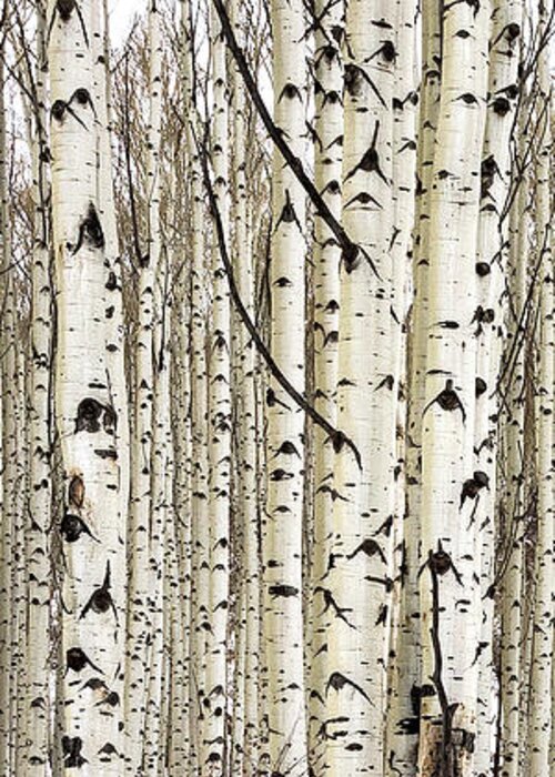 Aspen Greeting Card featuring the photograph Aspens In Winter Vertical Panorama 2 - Colorado by Brian Harig
