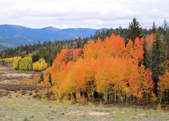 Aspens Greeting Card featuring the photograph Aspens Ablaze I by Karen Stansberry