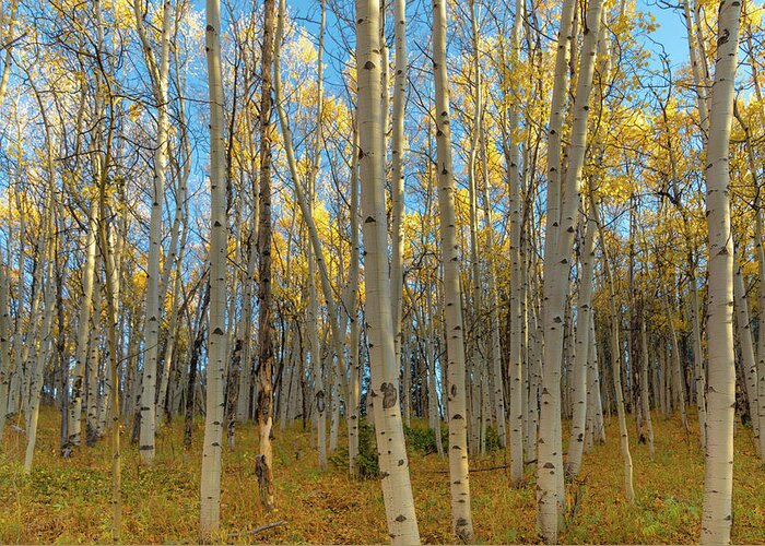  Greeting Card featuring the photograph Aspens by Philip Rodgers