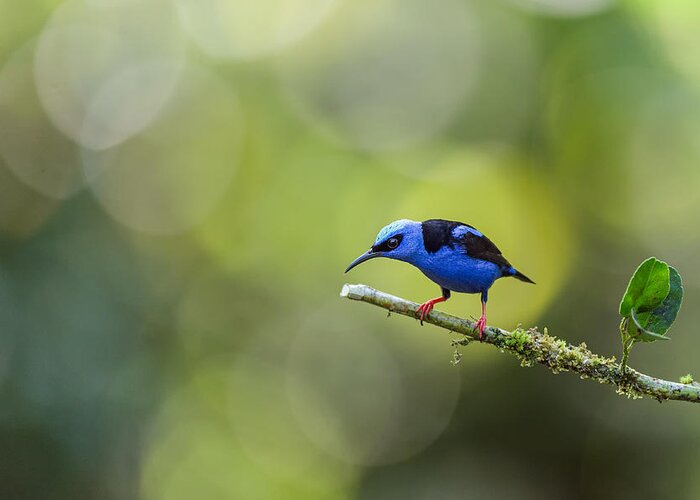 Honeycreeper Greeting Card featuring the photograph At The End by Cheryl Schneider