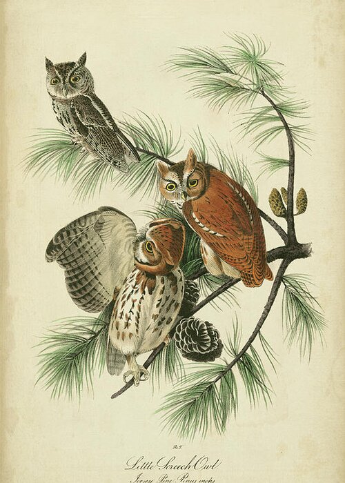Decorative Greeting Card featuring the painting Audubon Screech Owl by John James Audubon