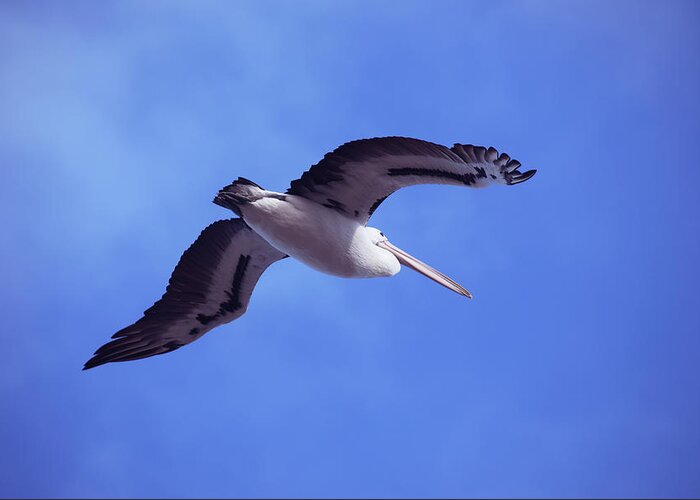 Australia Greeting Card featuring the photograph Australian Pelican Flying In Blue Sky by Cavan Images