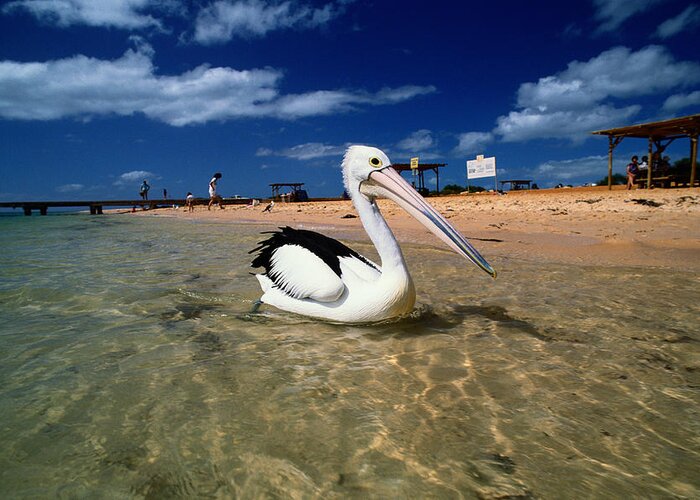 Water's Edge Greeting Card featuring the photograph Australian Pelican Pelecanus by Art Wolfe