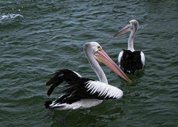 Wildlife Greeting Card featuring the photograph Australian Pelicans by Martin Smith