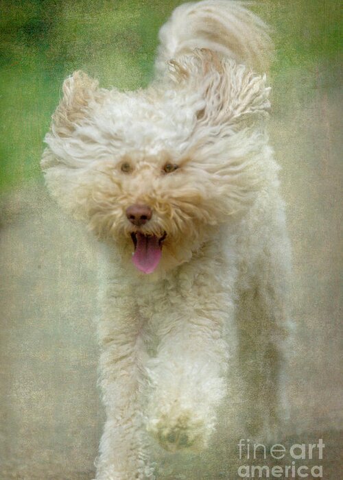 Australian Labradoodle Greeting Card featuring the photograph Australien Labradoodle Dog by Heiko Koehrer-Wagner
