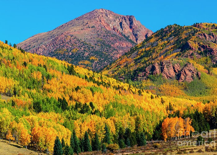 Pikes Peak Greeting Card featuring the photograph Autumn Aspen Leaves of Pikes Peak by Steven Krull