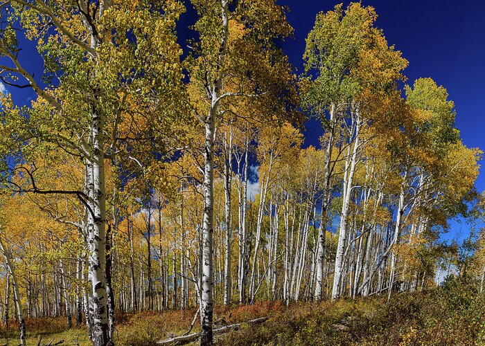 Aspen Tree Forest Greeting Card featuring the photograph Autumn Blue Skies by James BO Insogna