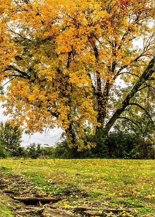 Autumn Greeting Card featuring the photograph Autumn Country by CarolLMiller Photography