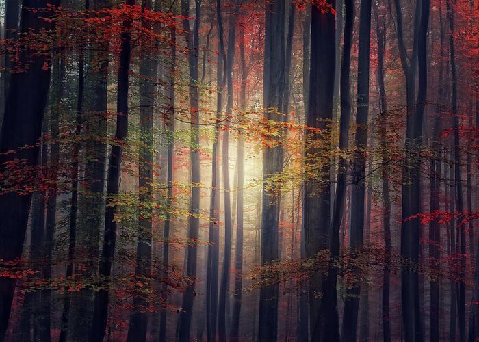 Tranquility Greeting Card featuring the photograph Autumn Fall At Forest by Philippe Sainte-laudy Photography