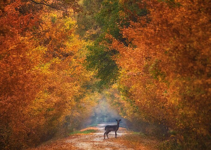 Autumn Greeting Card featuring the photograph Autumn Fantasy by Mandru Cantemir