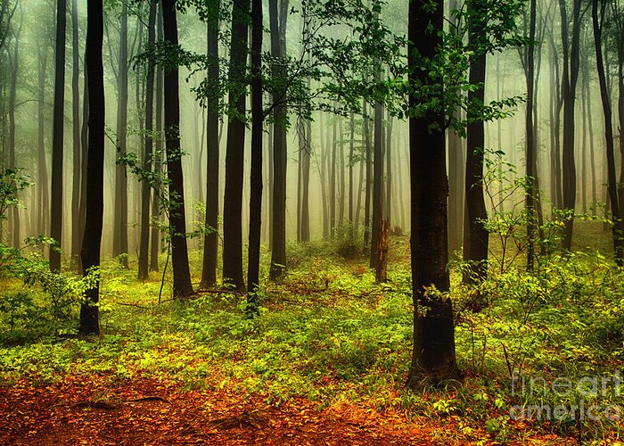 Rain Greeting Card featuring the photograph Autumn Forest by Attila