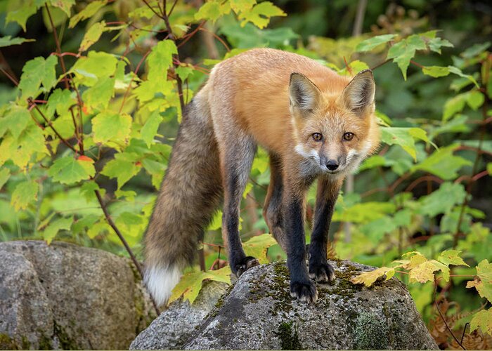 Maine Greeting Card featuring the photograph Autumn Fox II by Colin Chase