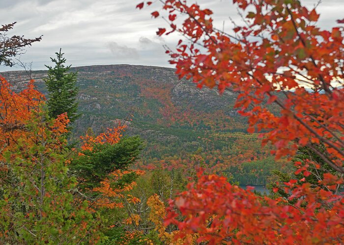 Acadia National Park Greeting Card featuring the photograph Autumn in Acadia by Paul Mangold