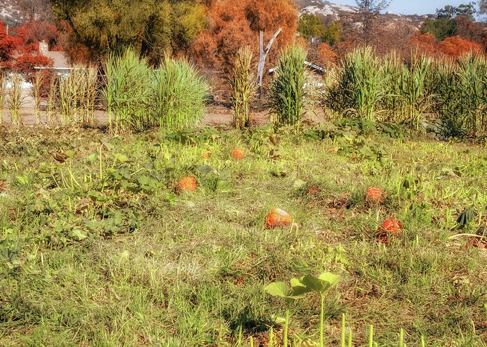 Pumpkin Patch Greeting Card featuring the photograph Autumn in the Pumpkin Patch by Alison Frank