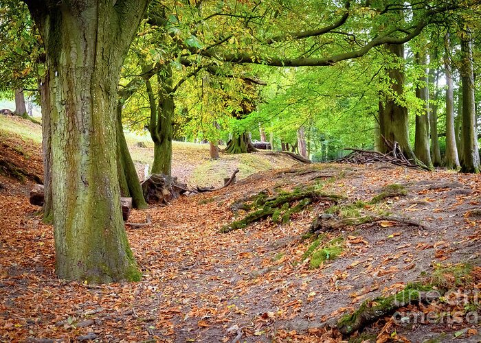 Autumn Greeting Card featuring the photograph Autumn in the woods by Colin Rayner