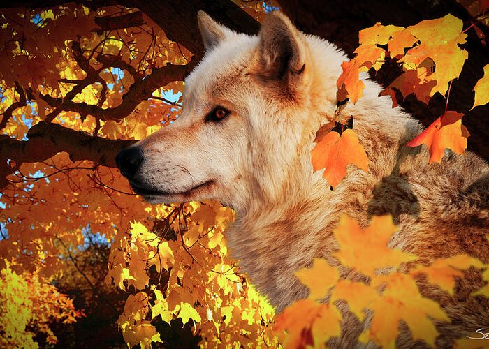 Wolf Greeting Card featuring the photograph Autumn Leaves And Wolf by Gordon Semmens