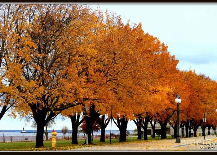 Autumn Greeting Card featuring the photograph Autumn leaves in Menominee Michigan by Ms Judi