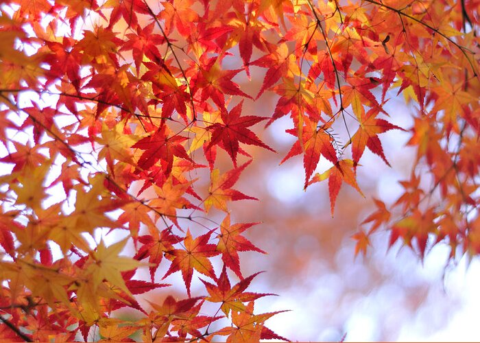 Outdoors Greeting Card featuring the photograph Autumn Leaves by Myu-myu