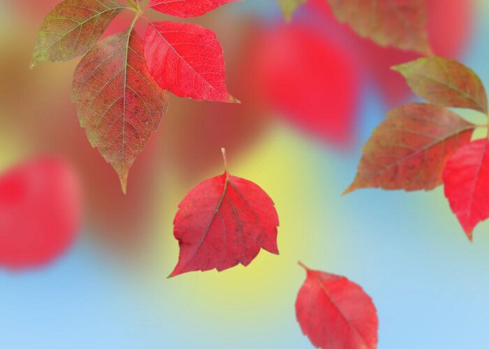 Outdoors Greeting Card featuring the photograph Autumn Leaves by Oxana Denezhkina