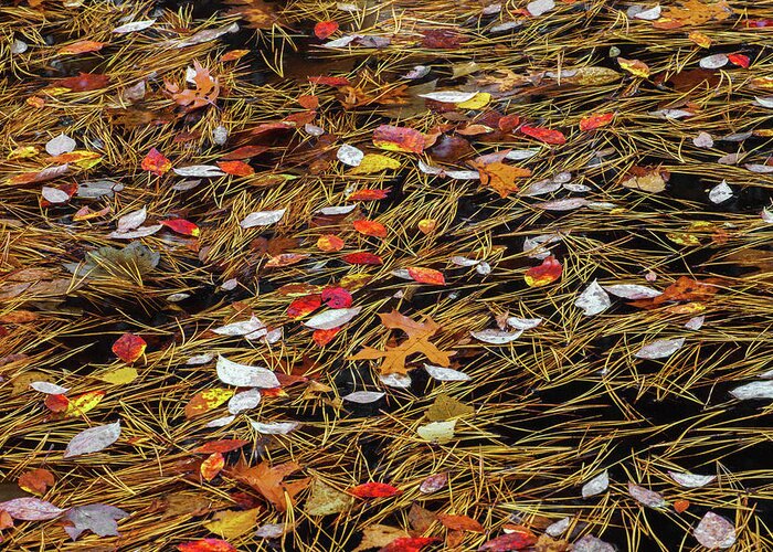 Allegheny Plateau Greeting Card featuring the photograph Autumn Leaves & Pitch Pine Needles by Michael Gadomski