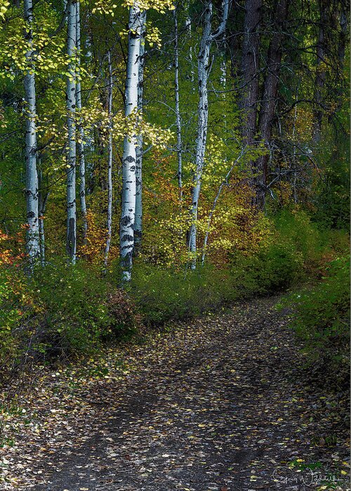 Best Of The Northwest Greeting Card featuring the photograph Autumn Path by Greg Waddell