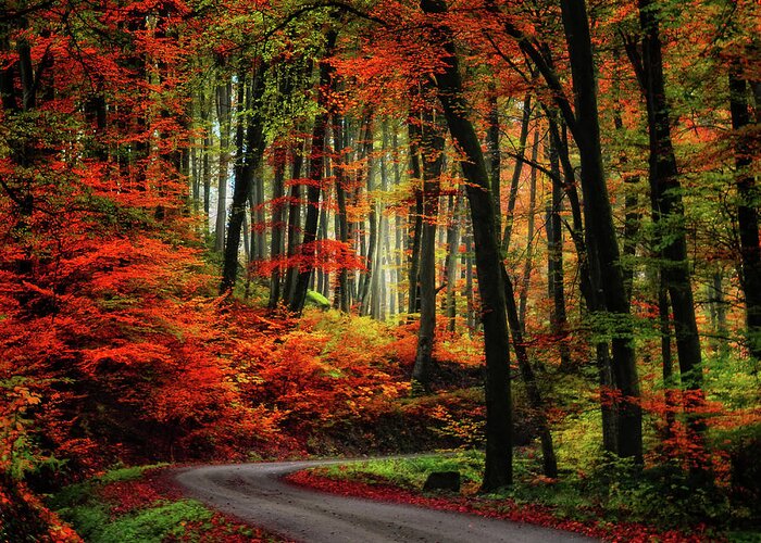 Autumn Greeting Card featuring the photograph Autumn Road by Philippe Sainte-Laudy