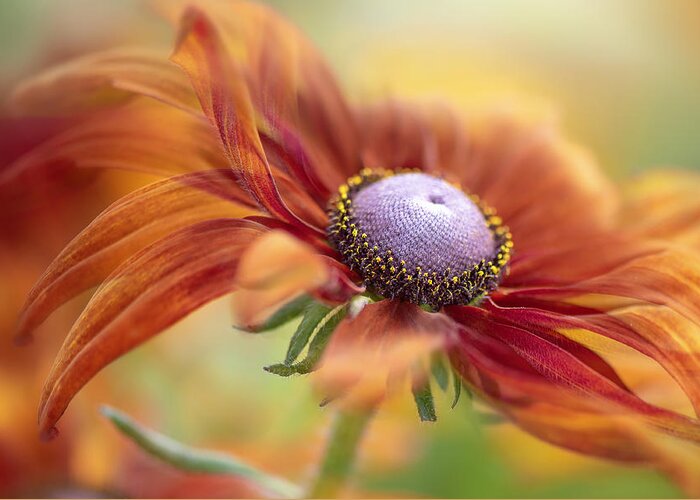 Rudbeckia Greeting Card featuring the photograph Autumn Rudbeckia by Jacky Parker